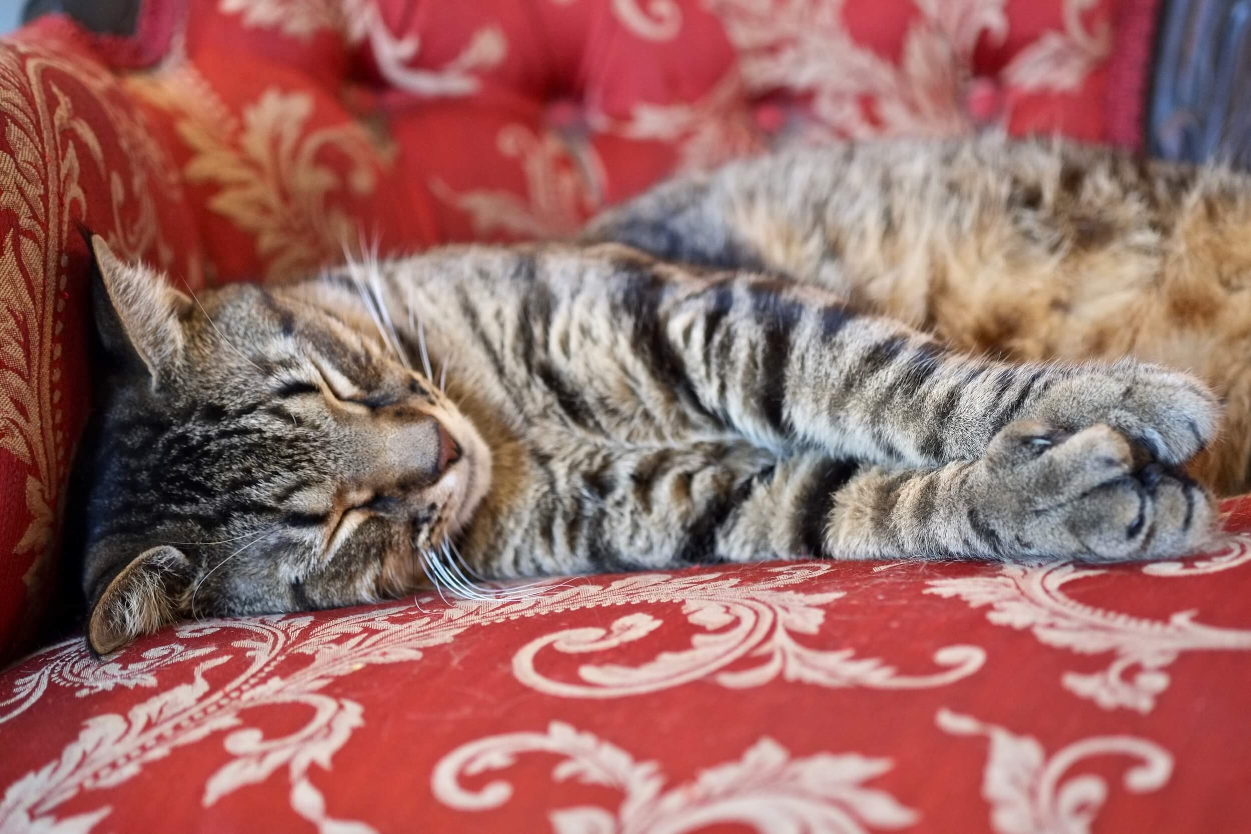 Hemingway sleeping polydactyl cat key west